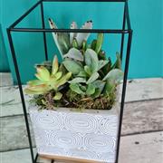 Wire frame pot of Succulents