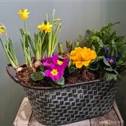 Bold Brights Planted Trug