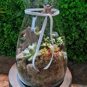 Large Terrarium