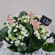 Kalanchoe bowl