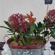 Skimmia trough