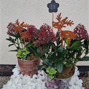 Skimmia in festive tin